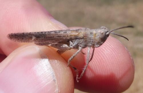 Chorthippus brunneus brunneus